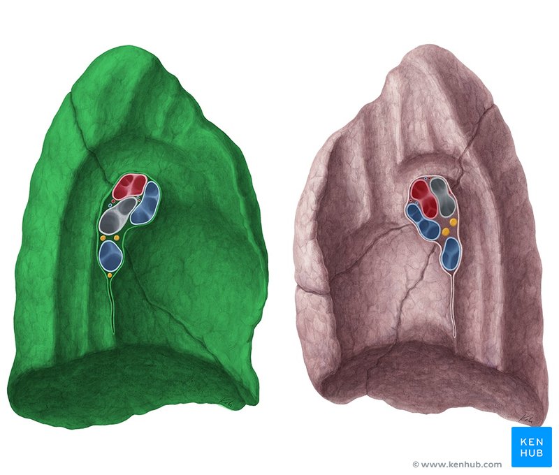 Left lung - medial view