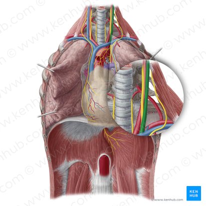 Vena yugular interna izquierda (Vena jugularis interna sinistra); Imagen: Yousun Koh