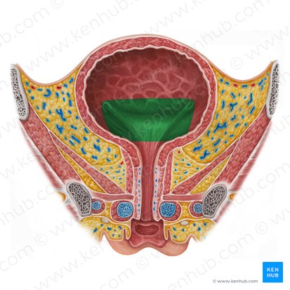 Fondo de la vejiga urinaria (Fundus vesicae urinariae); Imagen: Irina Münstermann