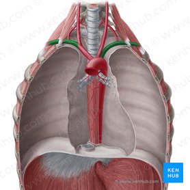 Subclavian artery (Arteria subclavia); Image: Yousun Koh