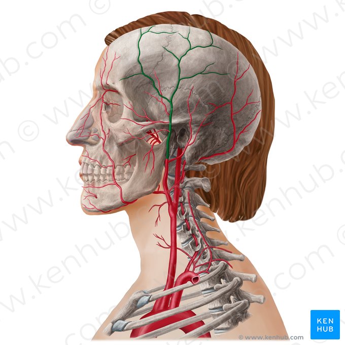 Superficial temporal artery (Arteria temporalis superficialis); Image: Yousun Koh