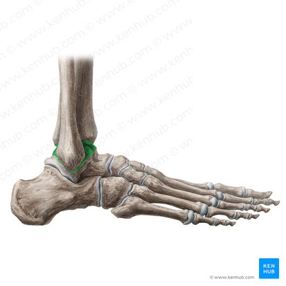 Ankle joint (Articulatio talocruralis); Image: Liene Znotina