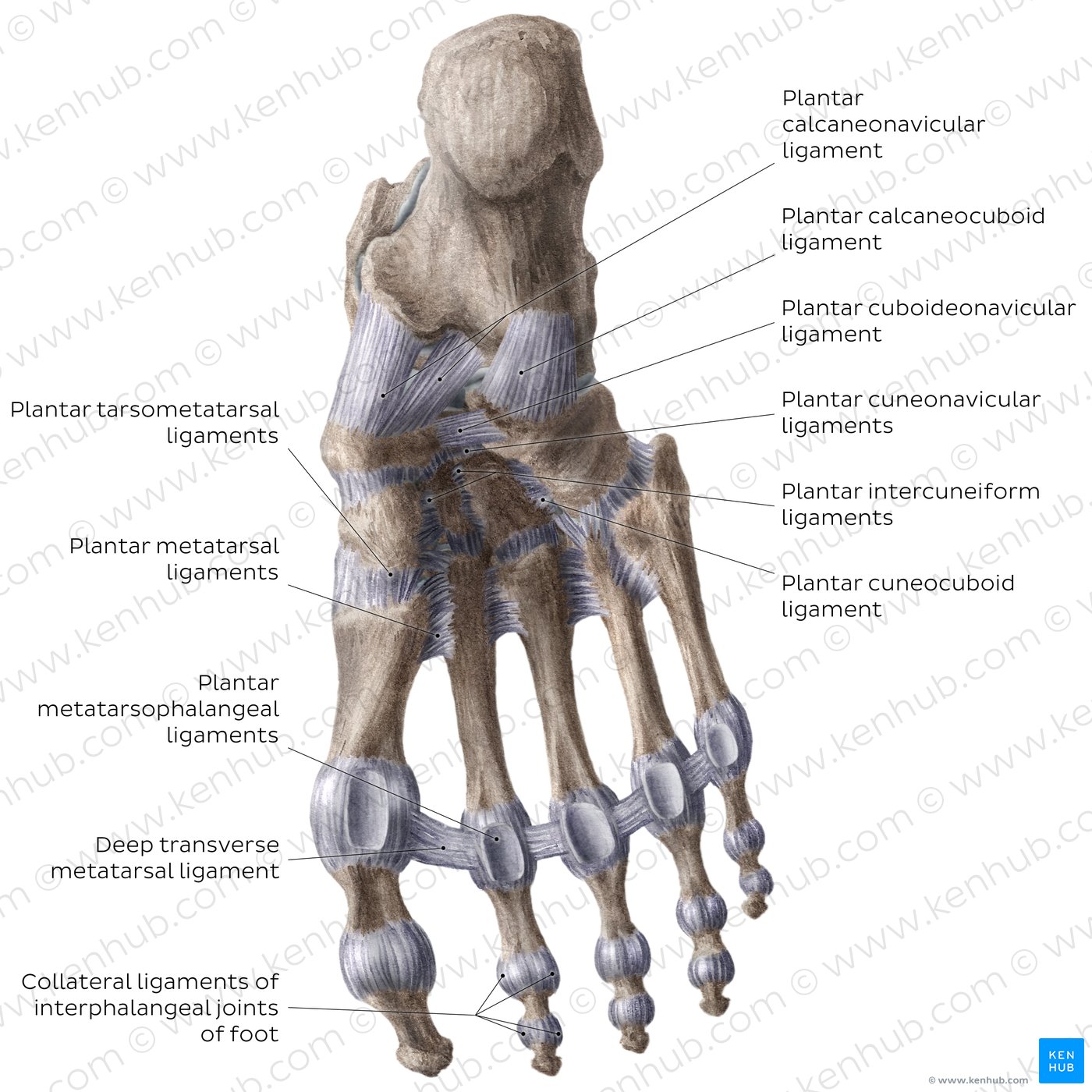 Ligaments of the foot (plantar view)