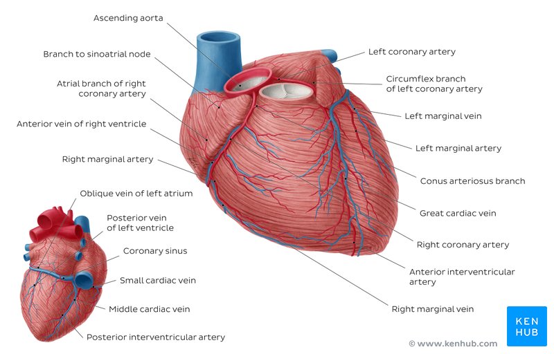 Overview of coronary arteries and cardiac veins