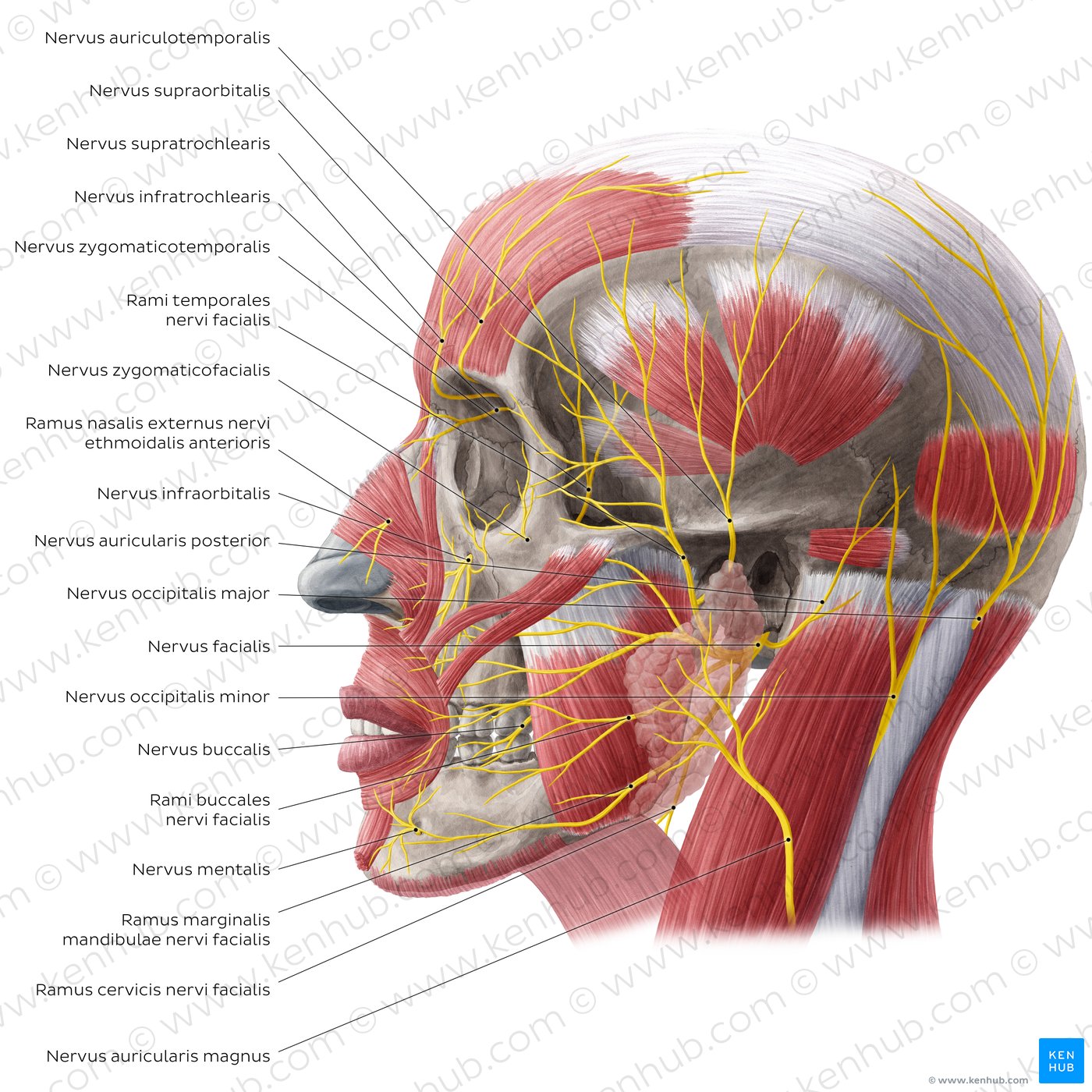 Laterale Ansicht der Nerven des Gesichtes und der Kopfhaut