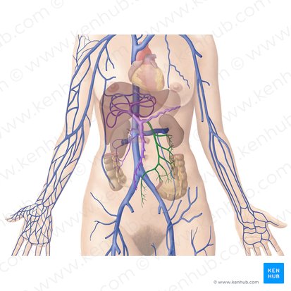 Vena mesenterica inferior (Untere Eingeweidevene); Bild: Begoña Rodriguez