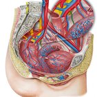 Arteria vaginalis