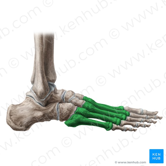 Metatarsal bones (Ossa metatarsi); Image: Liene Znotina