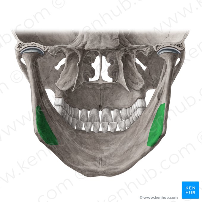 Tuberosidade pterigóidea da mandíbula (Tuberositas pterygoidea mandibulae); Imagem: Yousun Koh