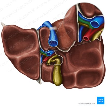 Left hepatic artery (Arteria hepatica sinistra); Image: Irina Münstermann