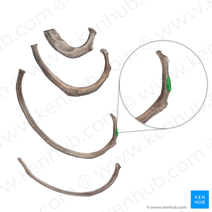 Surface articulaire du tubercule costal (Facies articularis tuberculi costae); Image : Begoña Rodriguez