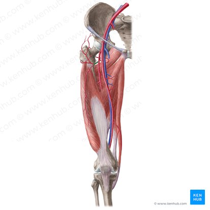 Arteria circunfleja femoral lateral (Arteria circumflexa lateralis femoralis); Imagen: Liene Znotina