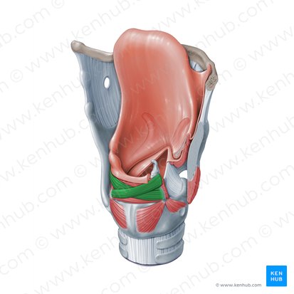 Oblique arytenoid muscle (Musculus arytenoideus obliquus); Image: Paul Kim