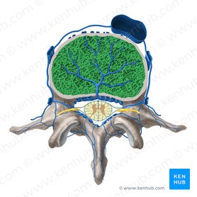 Vertebral body (Corpus vertebrae); Image: Paul Kim