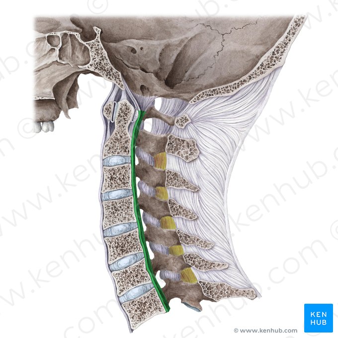 Posterior longitudinal ligament (Ligamentum longitudinale posterius); Image: Liene Znotina