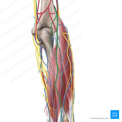 Posterior antebrachial cutaneous nerve (Nervus cutaneus posterior antebrachii); Image: Yousun Koh