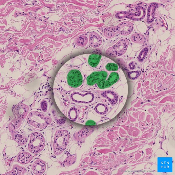 Porção secretora da glândula sudorípara (Portio secretoria glandulae sudoriferae); Imagem: 