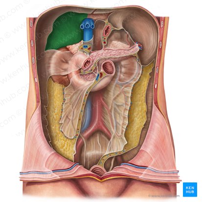 Face diafragmática do fígado (Facies diaphragmatica hepatis); Imagem: Irina Münstermann