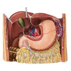 Lymphsystem von Magen, Leber und Gallenblase