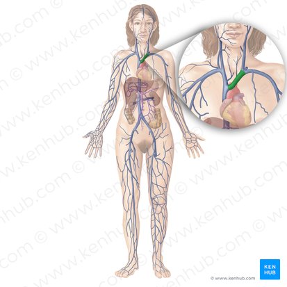 Vena brachiocephalica sinistra (Linke Oberarm-Kopf-Vene); Bild: Begoña Rodriguez