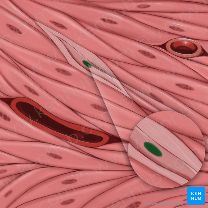 Fibroblast nucleus (Nucleus fibroblasti); Image: Tal Bavli Ziv