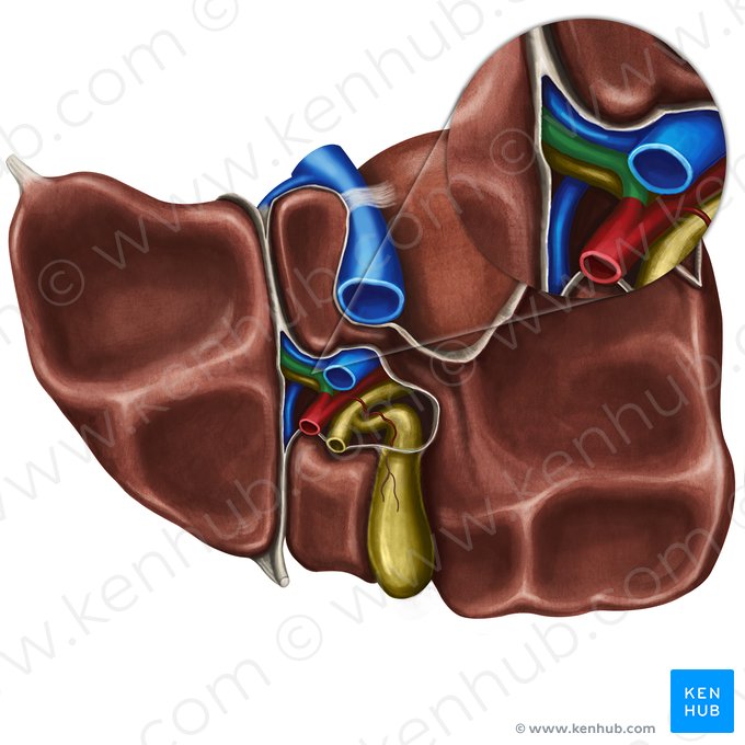 Ramo esquerdo da artéria hepática própria (Arteria hepatica sinistra); Imagem: Irina Münstermann