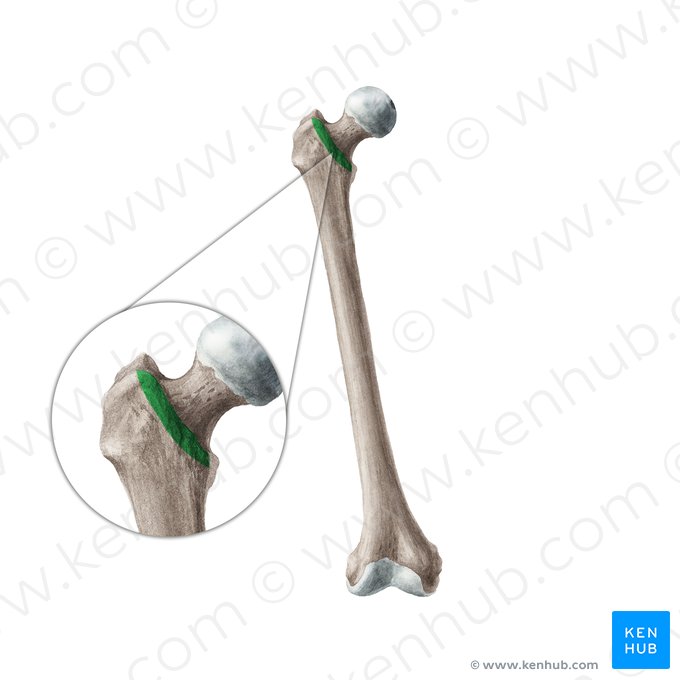 Intertrochanteric line of femur (Linea intertrochanterica ossis femoris); Image: Liene Znotina