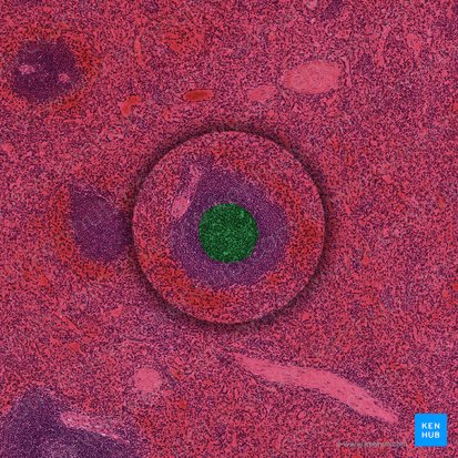 Germinal center (Centrum germinalis); Image: 
