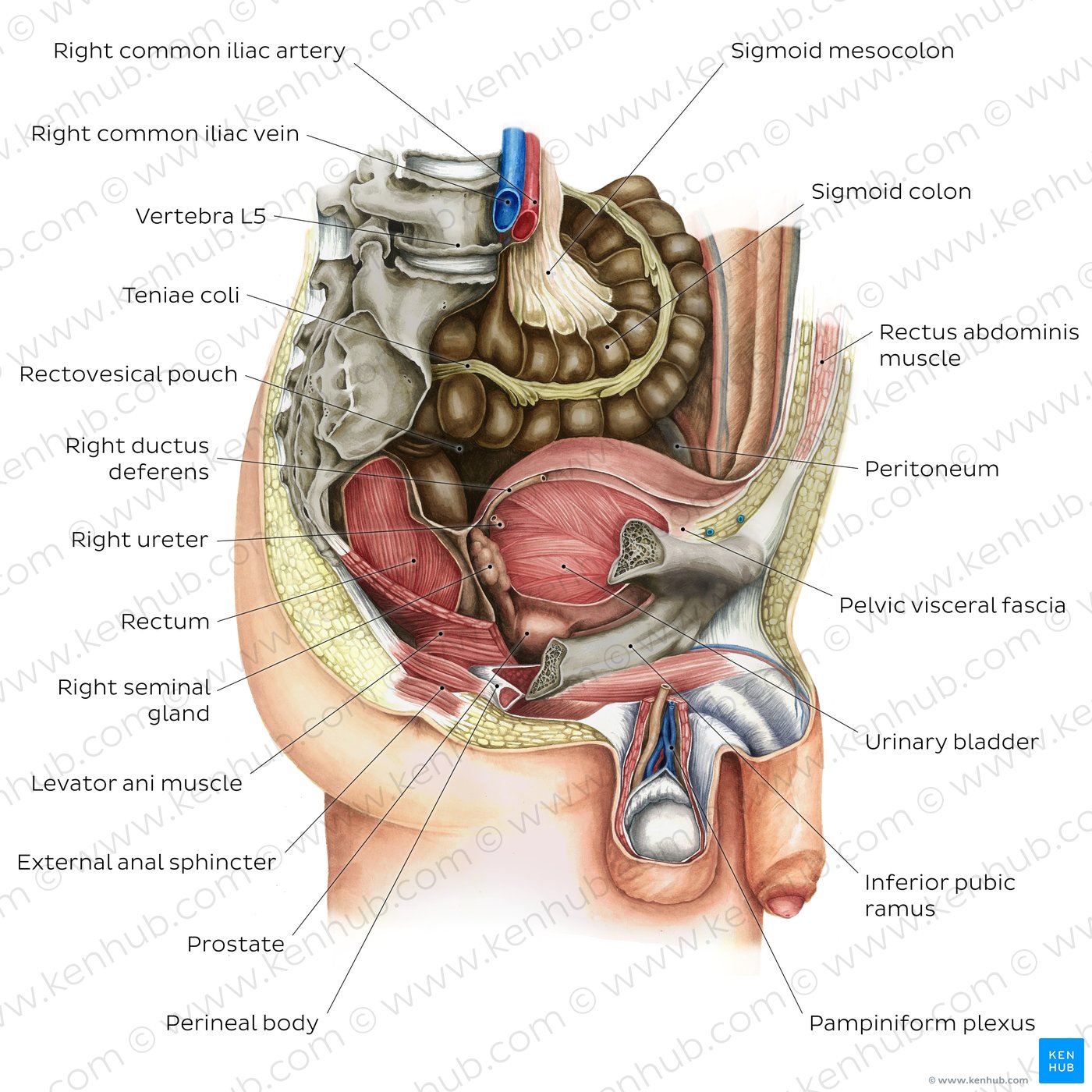 Male pelvic viscera and perineum