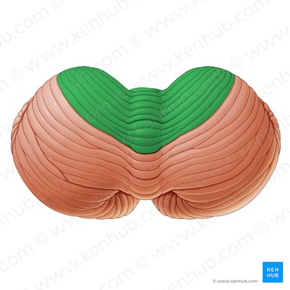 Lobus anterior cerebelli (Lobus anterior des Kleinhirns); Bild: Paul Kim