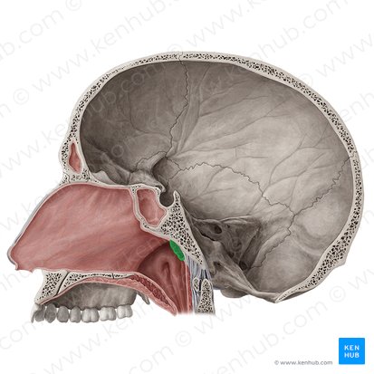 Pharyngeal tonsil (Tonsilla pharyngea); Image: Yousun Koh