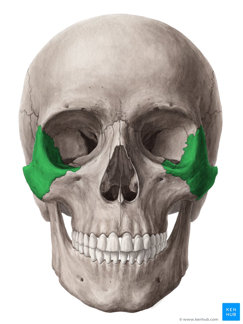 Osso zigomático (verde) – vista anterior