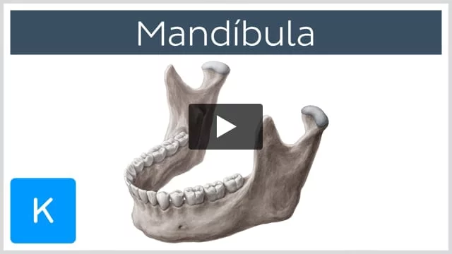 Anatomia do Dente e Mandíbula Inferior de um Jovem 6 Partes