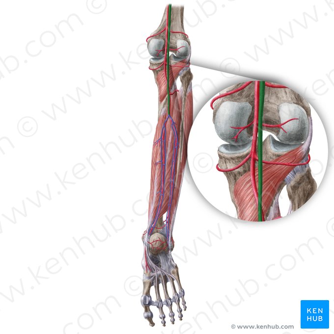 Popliteal vein (Vena poplitea); Image: Liene Znotina