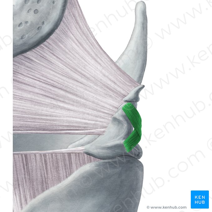 Músculo aritenóideo oblíquo (Musculus arytenoideus obliquus); Imagem: Yousun Koh
