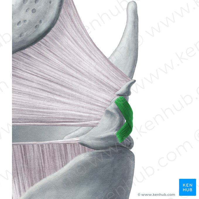 Muscle aryténoïdien oblique (Musculus arytenoideus obliquus); Image : Yousun Koh