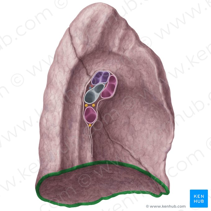 Inferior border of left lung (Margo inferior pulmonis sinistri); Image: Yousun Koh