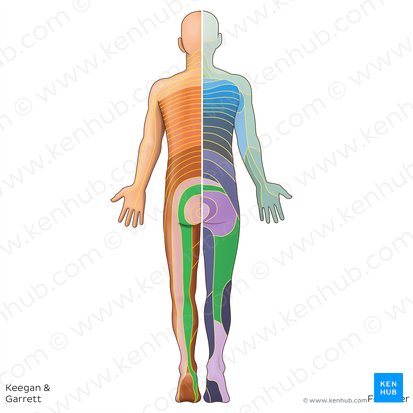 S2 dermatome (Dermatoma S2); Image: Irina Münstermann