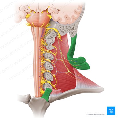 Músculo esternocleidomastoideo (Musculus sternocleidomastoideus); Imagen: Paul Kim