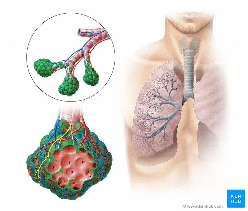 Alveolus - ventral view