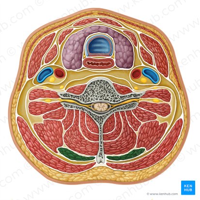 Splenius capitis muscle (Musculus splenius capitis); Image: Irina Münstermann