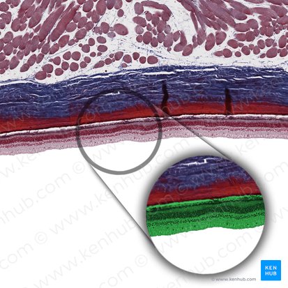 Retina; Imagen: 