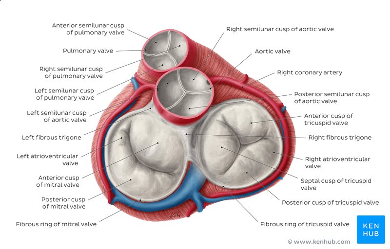 Mitral Valve Anatomy Kenhub At Ruby Najar Blog