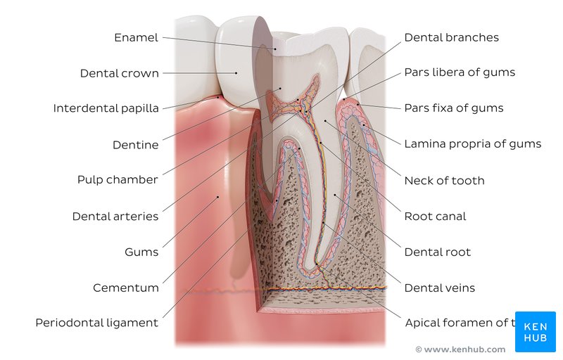 Labeled overview image of the tooth 
