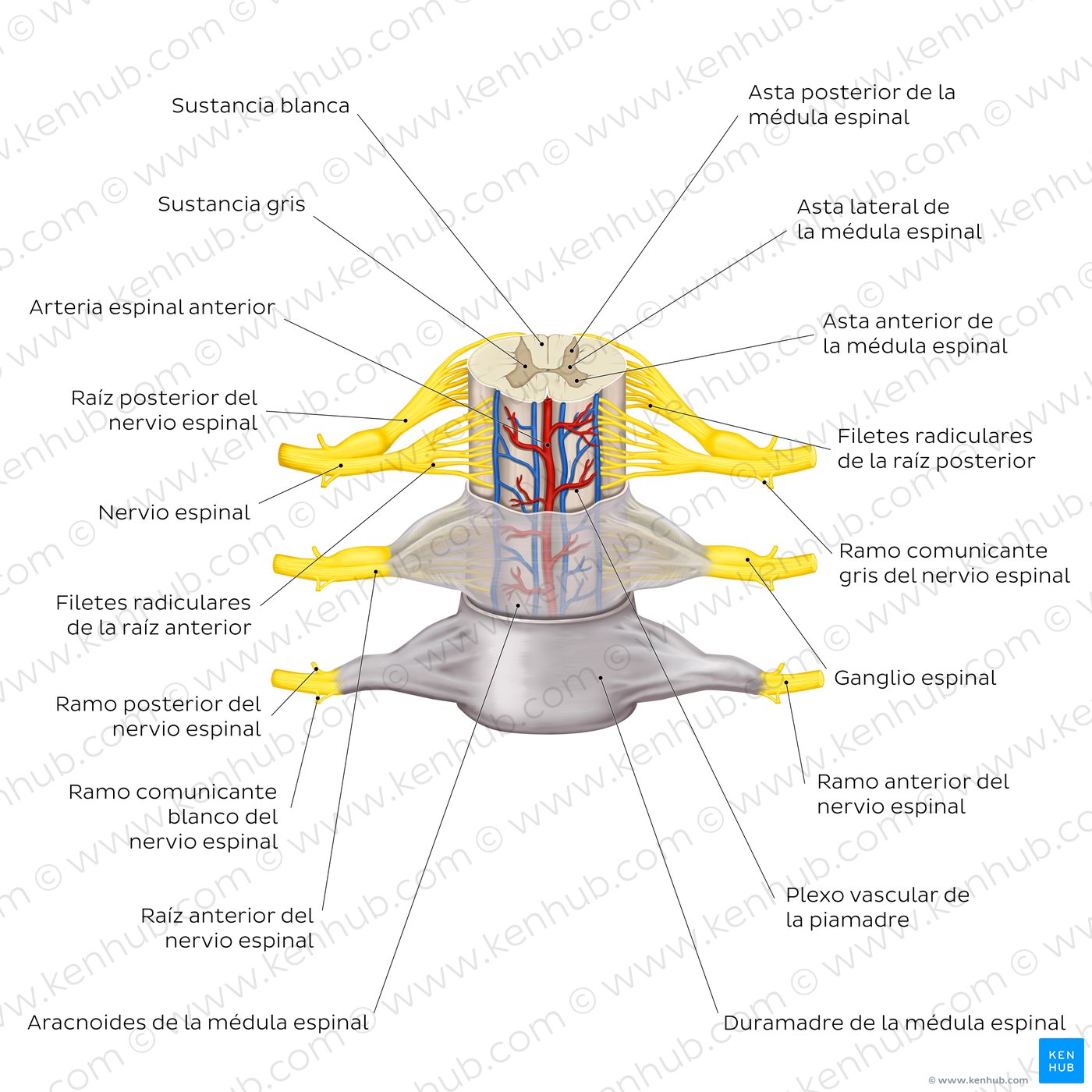 Revestimiento meníngeo de la médula espinal y los nervios espinales