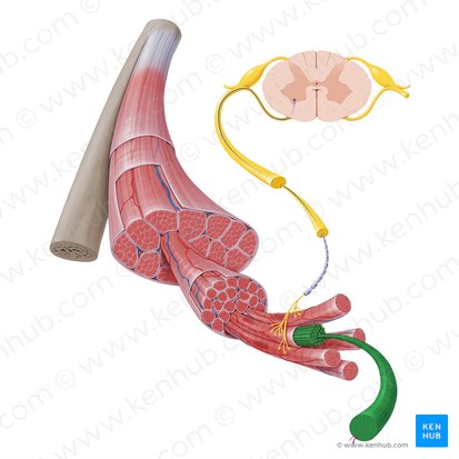 Myofibrilla (Myofibrille); Bild: Paul Kim