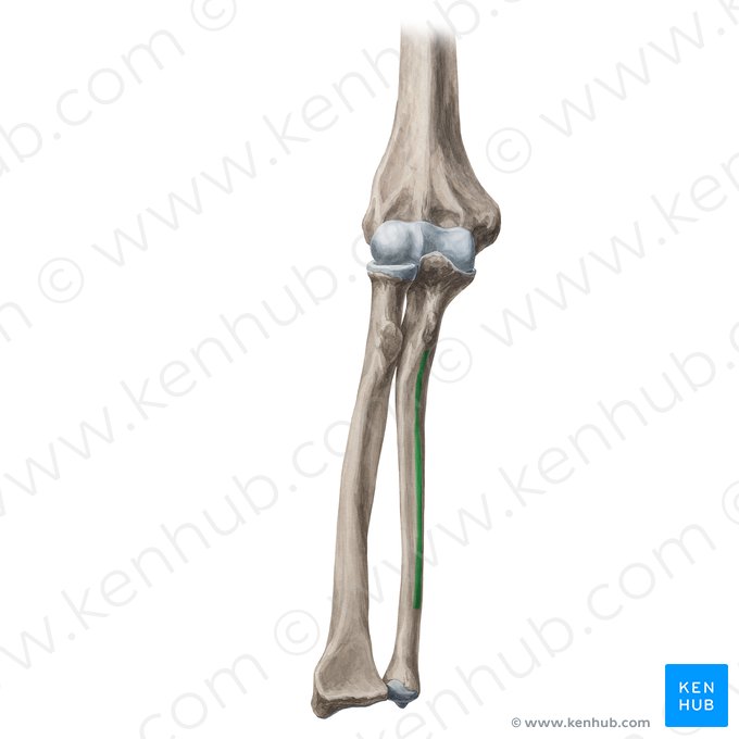 Borde anterior de la ulna (Margo anterior ulnae); Imagen: Yousun Koh