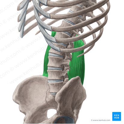 Músculo cuadrado lumbar (Musculus quadratus lumborum); Imagen: Yousun Koh