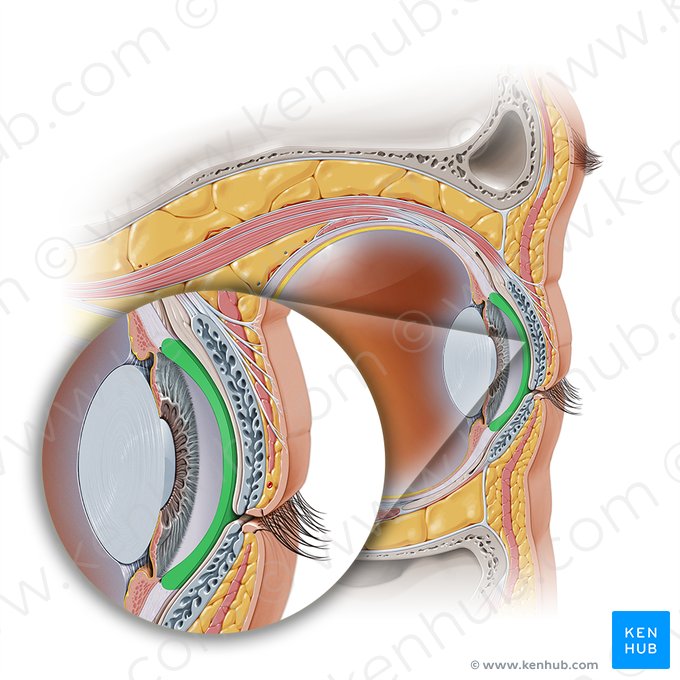 Cornée (Cornea); Image : Paul Kim