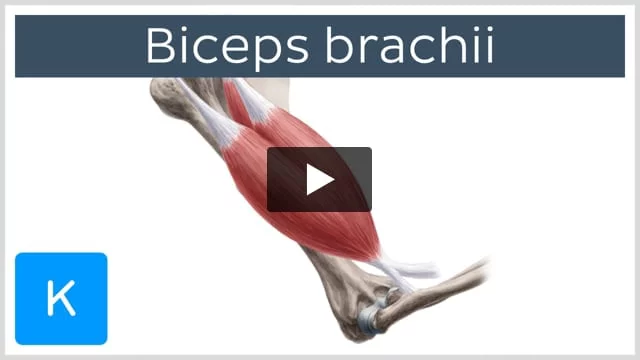Biceps brachii muscle: Origin, insertion, action